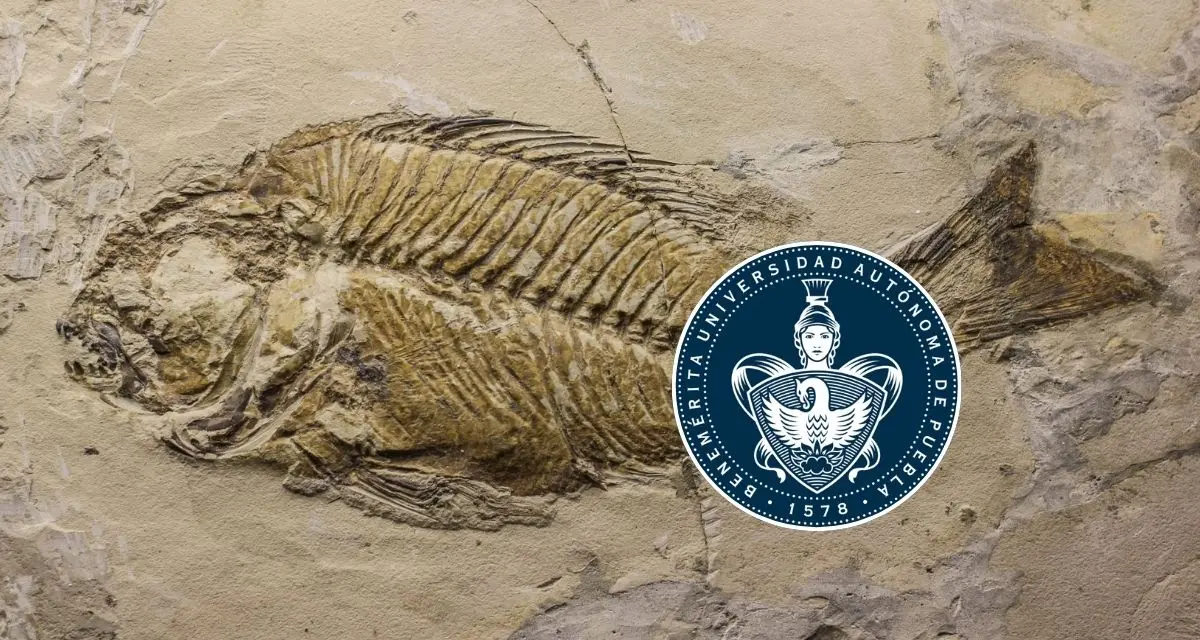 Descubren en Puebla un “acuario petrificado” de 90 millones de años