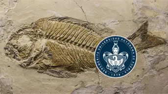 Descubren en Puebla un “acuario petrificado” de 90 millones de años