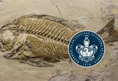 Descubren en Puebla un "acuario petrificado" de 90 millones de años