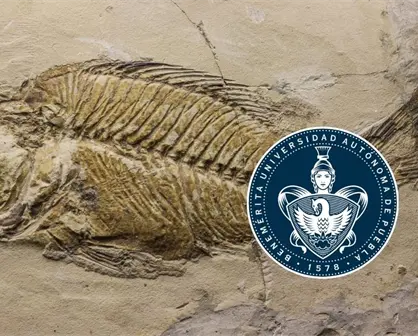 Descubren en Puebla un "acuario petrificado" de 90 millones de años