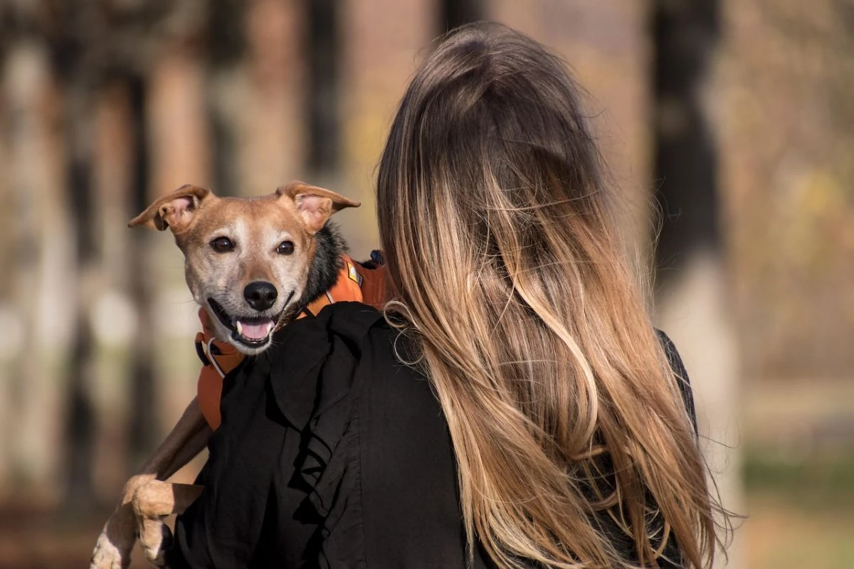 Todo listo para Feria de los Animales en Saltillo. Foto: Freepik