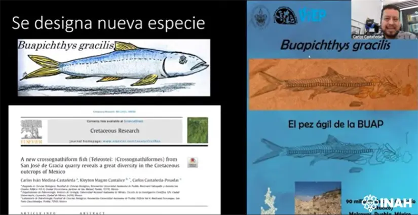 El descubrimiento fue presentado en el Seminario de Estudios Paleontológicos del INAH. Foto: cortesía.