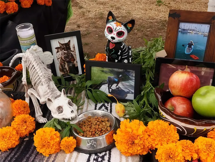 Las mascotas visitan sus hogares durante la noche del 27 de octubre. Foto: México desconocido.