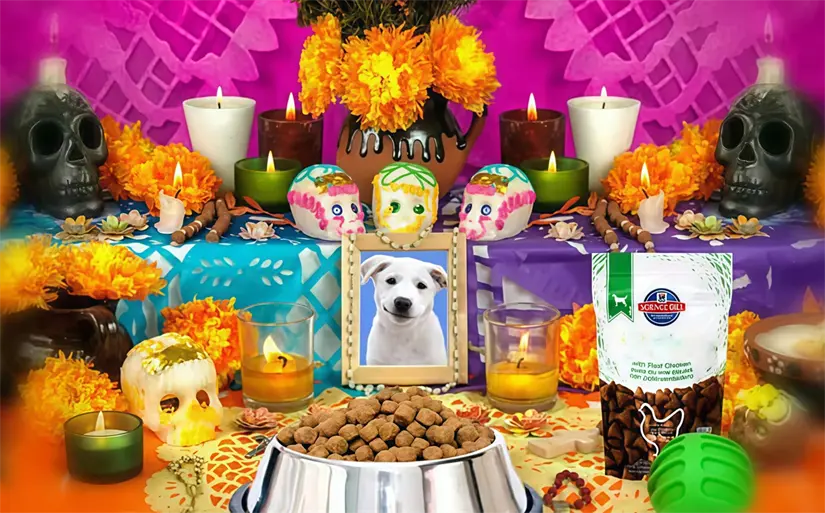 Estos son los objetos que debes colocar en el altar para los animalitos. Foto: Mediotiempo.