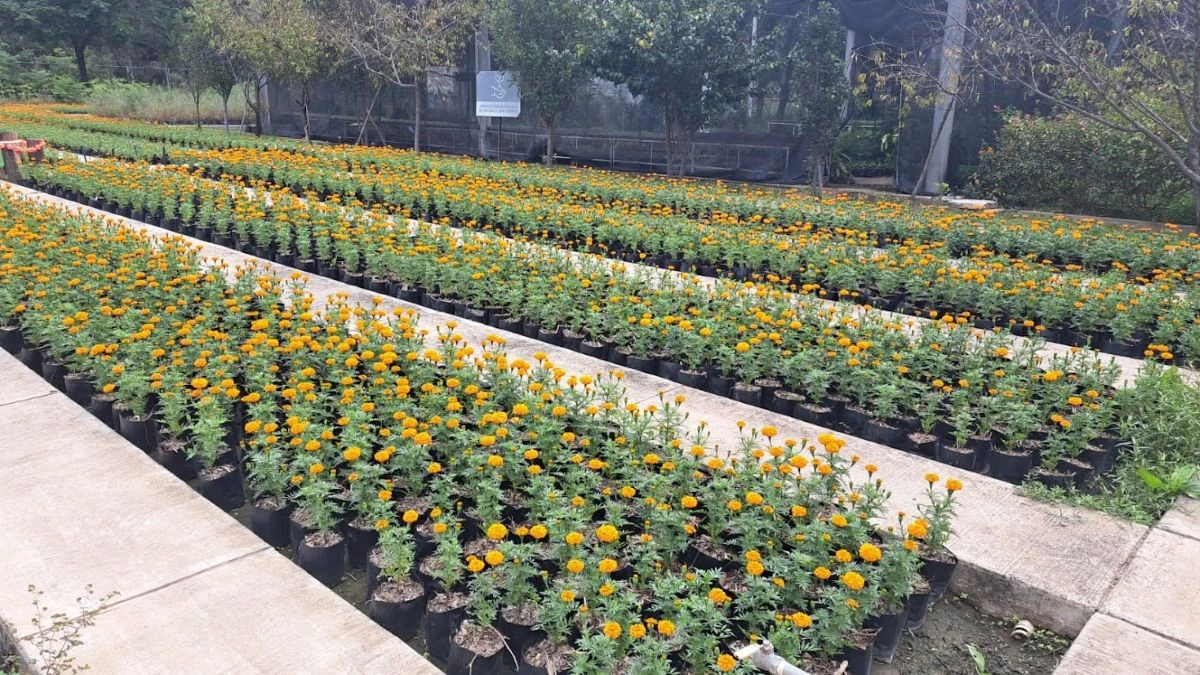 Flores de cempasúchi son muy tradicionales en esta temporada,. Foto: Cortesía