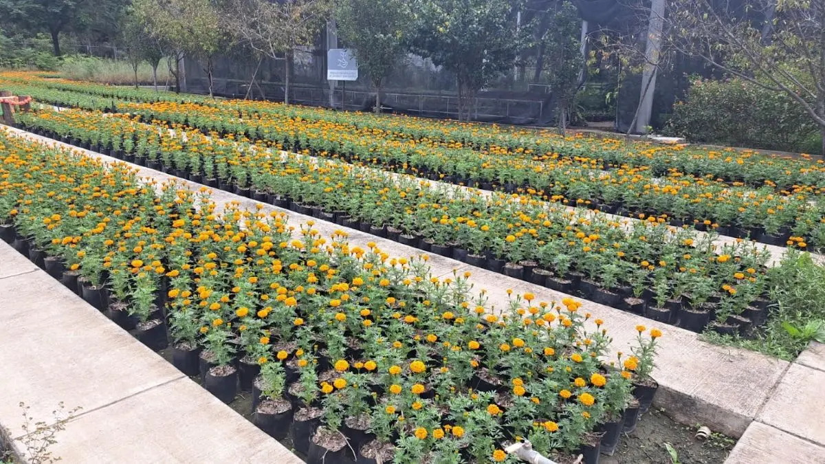 Flores de cempasúchi son muy tradicionales en esta temporada,. Foto: Cortesía
