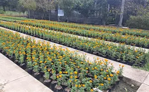 El espíritu del Día de Muertos ya se siente en León; vivero municipal cosecha 28 mil flores de cempasúchil