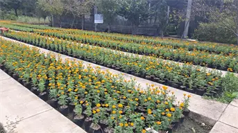 El espíritu del Día de Muertos ya se siente en León; vivero municipal cosecha 28 mil flores de cempasúchil