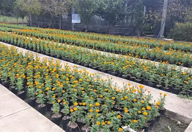 El espíritu del Día de Muertos ya se siente en León; vivero municipal cosecha 28 mil flores de cempasúchil