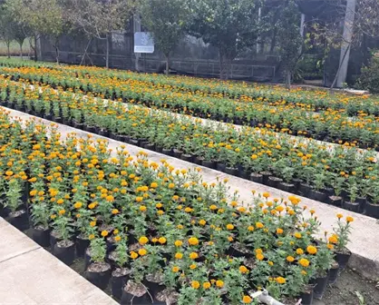 El espíritu del Día de Muertos ya se siente en León; vivero municipal cosecha 28 mil flores de cempasúchil