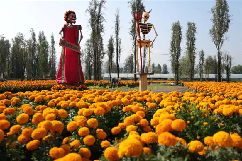 Festival de Flores de Cempásuchil en CDMX, abierto hasta el 2 de noviembre. Foto: Cortesía