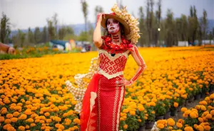 Ya comenzó el Festival de Flores de Cempásuchil en CDMX; ubicación