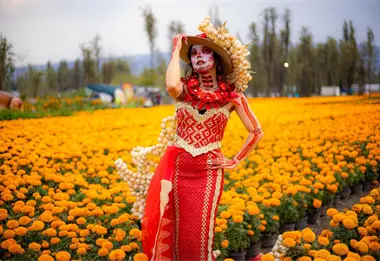 Ya comenzó el Festival de Flores de Cempásuchil en CDMX; ubicación