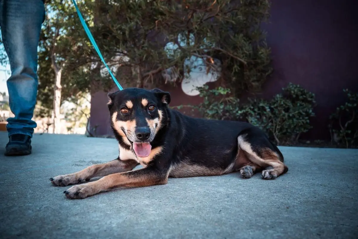 Promueven la adopción de perritos y gatitos en Tijuana. Foto: Cortesía