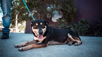 ¿A dónde acudir para adoptar un gatito o un lomito esterilizado en Tijuana?