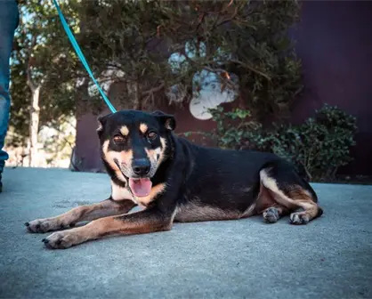 ¿A dónde acudir para adoptar un gatito o un lomito esterilizado en Tijuana?