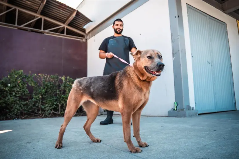 Dónde adoptar una mascota en Tijuana. Foto: Cortesía