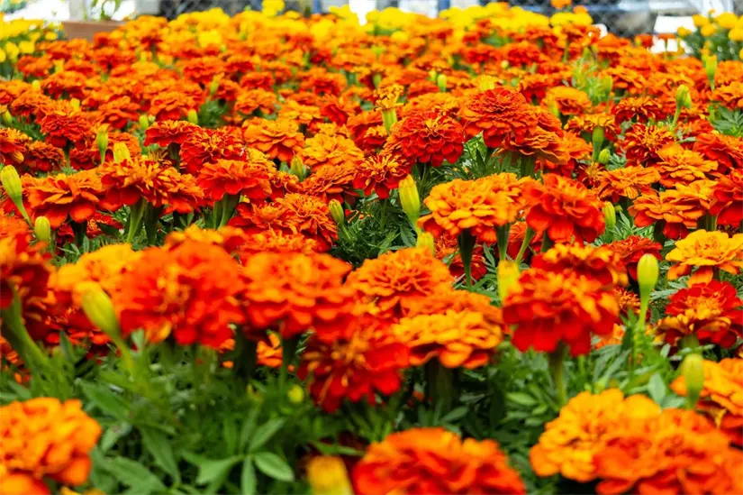 Puebla es el principal productor de la flor de cempasúchil en México. Foto: Cortesía.