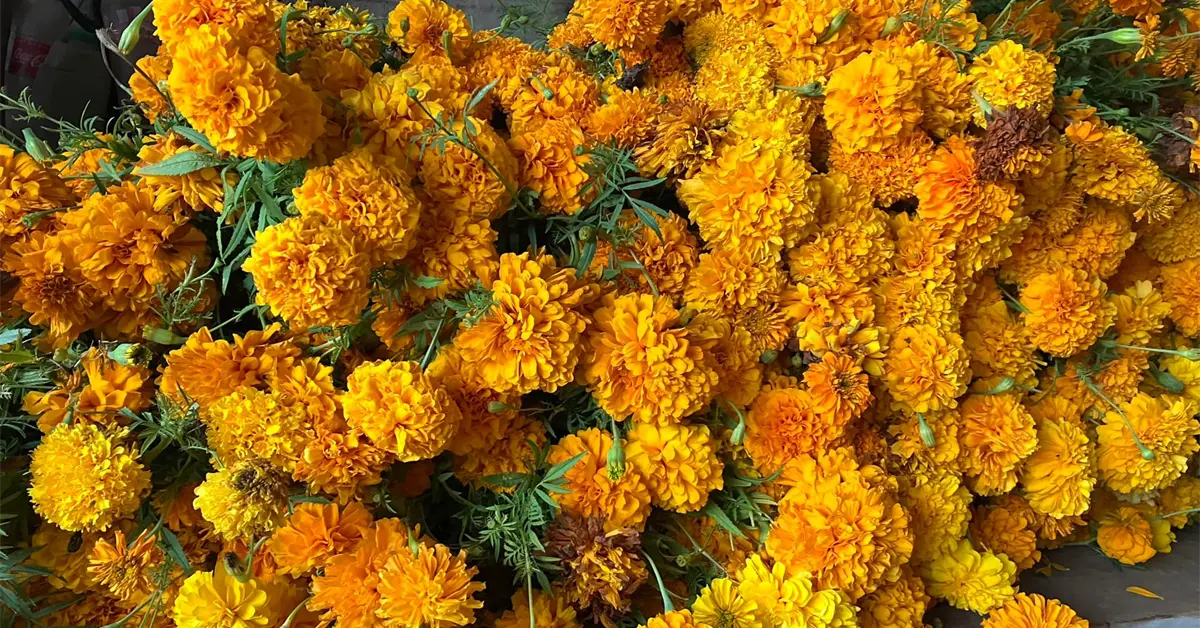 ¿Qué papel juegan las flores de cempasúchil en la celebración del Día de Muertos?