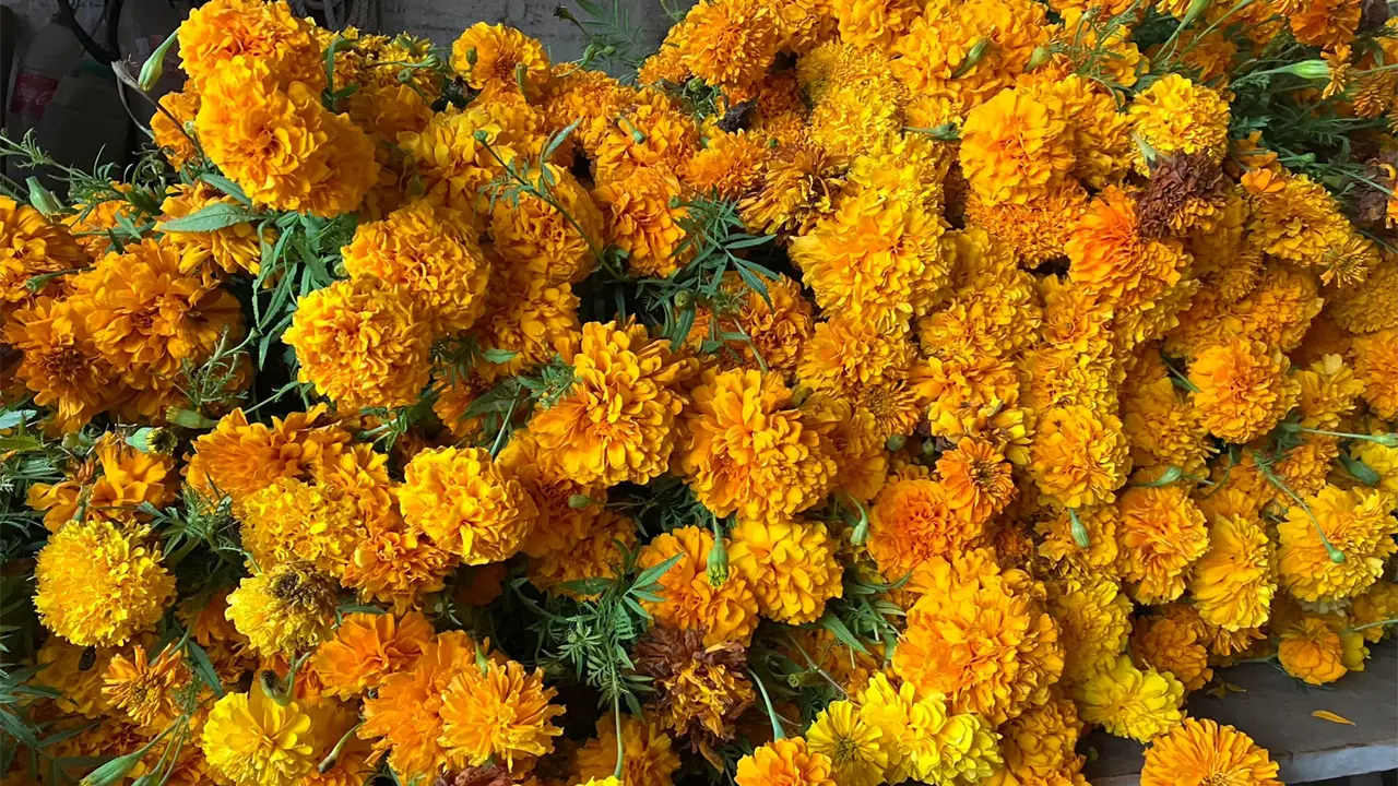 Este es el papel que tienen las flores de cempasúchil durante el Día de Muertos.