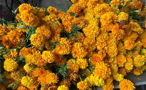 ¿Qué papel juegan las flores de cempasúchil en la celebración del Día de Muertos?