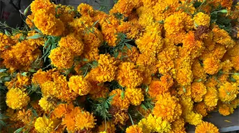 ¿Qué papel juegan las flores de cempasúchil en la celebración del Día de Muertos?