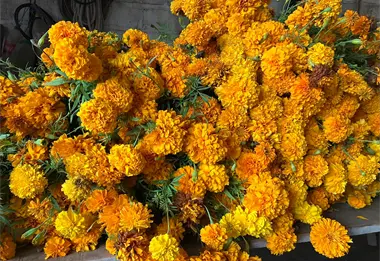 ¿Qué papel juegan las flores de cempasúchil en la celebración del Día de Muertos?
