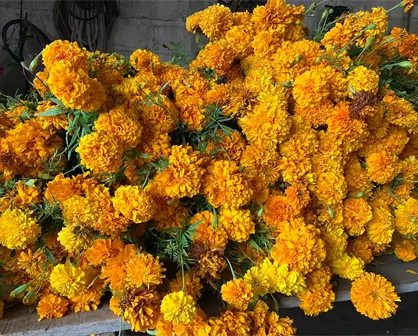 ¿Qué papel juegan las flores de cempasúchil en la celebración del Día de Muertos?