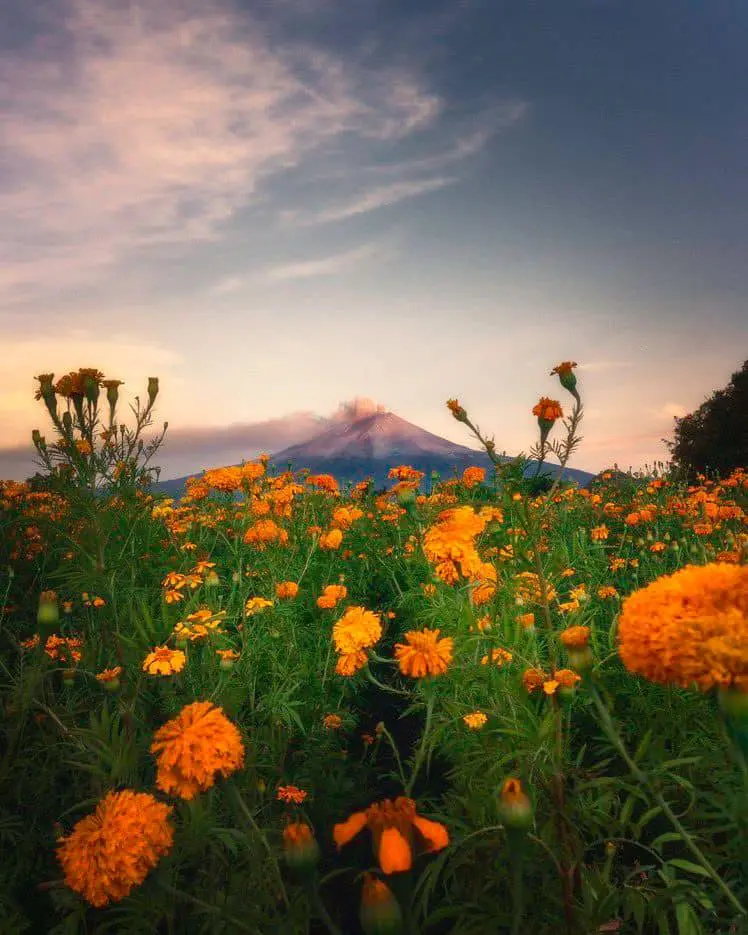 No te pierdas la temporada de flor de cempasúchil en Atlixco. Foto: Cortesía.