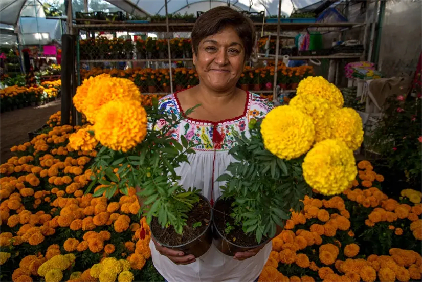 La flor de cempasúchil sirve como guía para las almas de los difuntos. Foto: Cortesía.