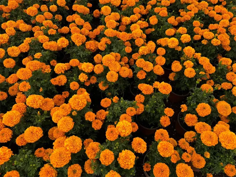 Conoce cuál es el Pueblo Mágico de Puebla que se llena de flores de cempasúchil. Foto: Cortesía.