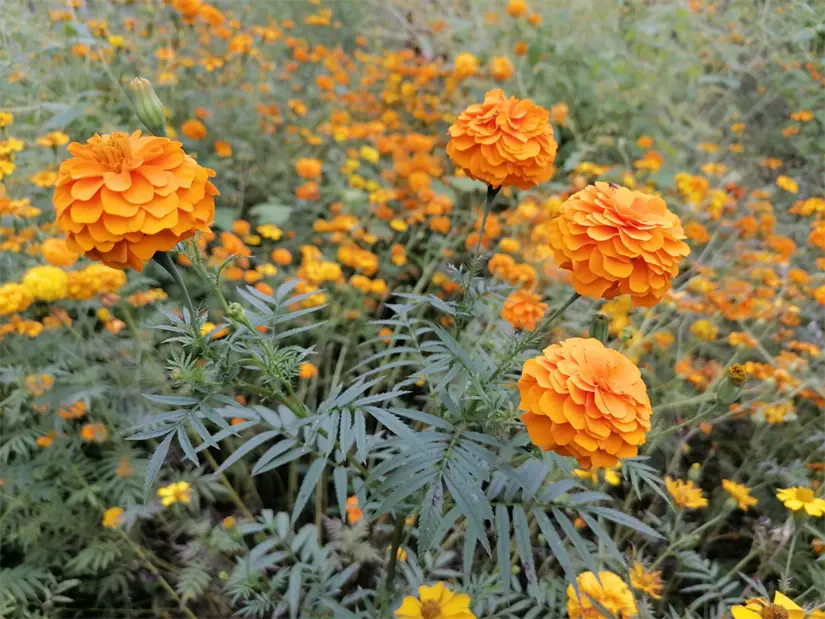 Conoce el significado que tiene la flor de cempasúchil en el Día de Muertos. Foto: Cortesía.