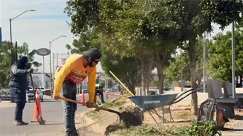 Retiran la maleza de los camellones de Culiacán