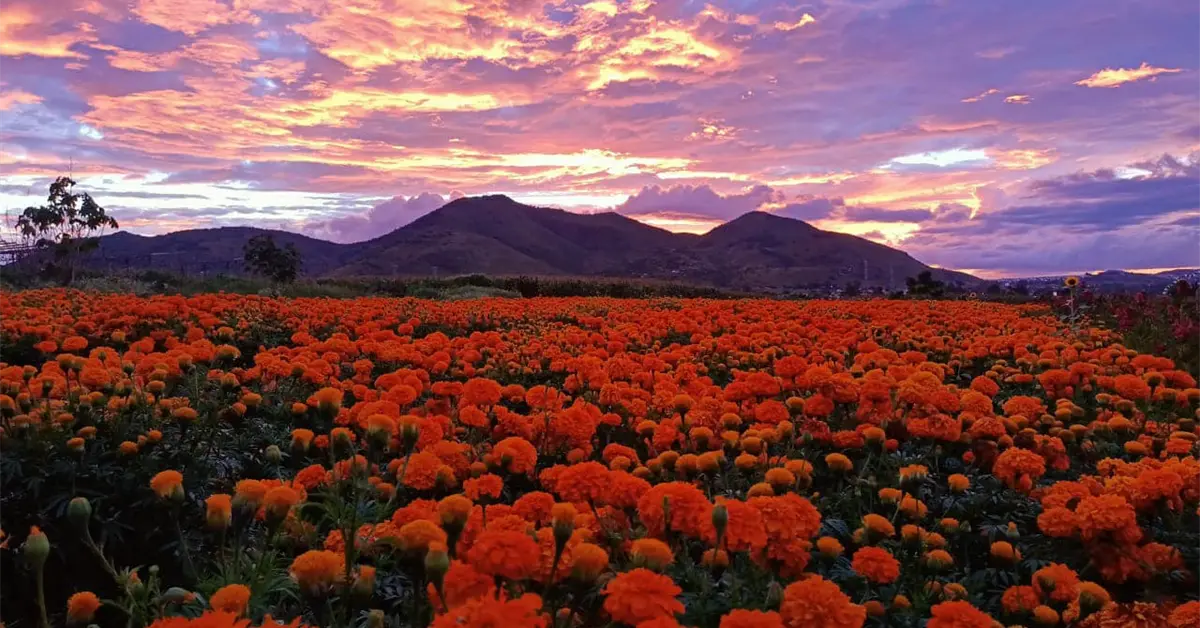 Día de Muertos 2025. El Pueblo Mágico lleno de cempasúchil en Puebla