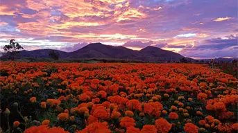 Día de Muertos 2025. El Pueblo Mágico lleno de cempasúchil en Puebla