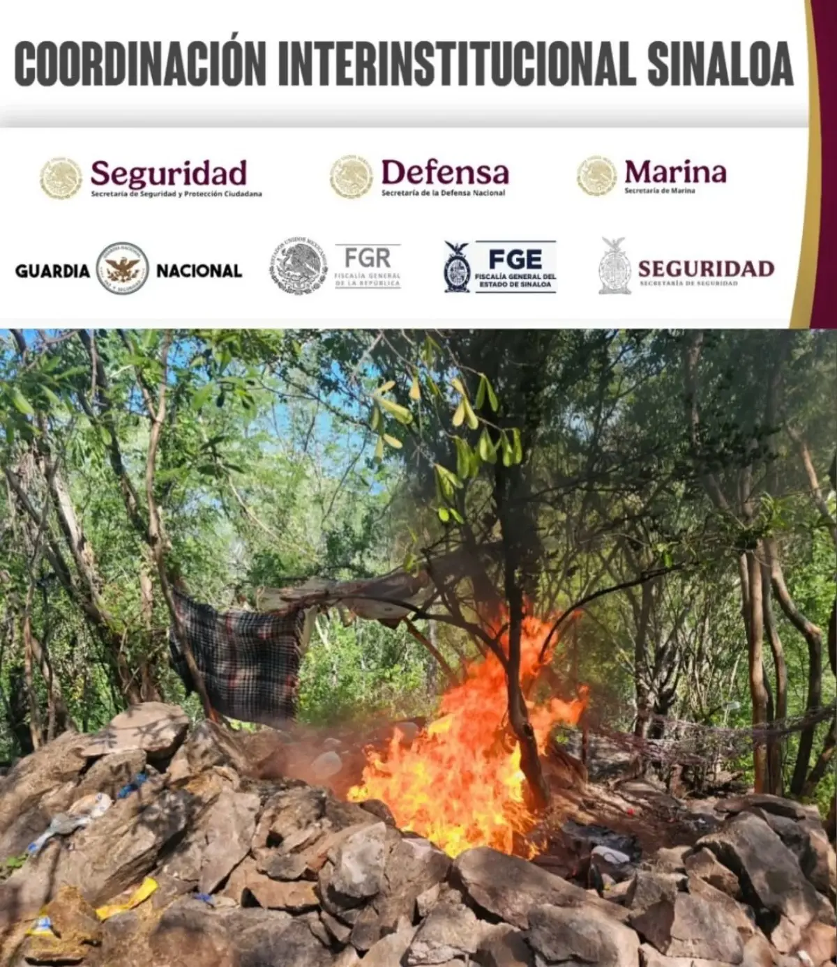 El campamento fue incinerado por las fuerzas federales y estatales. Foto: SSPE
