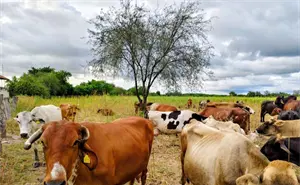 Repoblar los hatos, paso clave para fortalecer la ganadería sinaloense