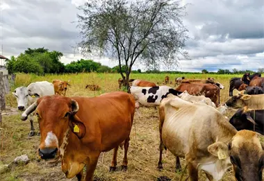 Repoblar los hatos, paso clave para fortalecer la ganadería sinaloense