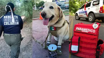 Arias, perra de rescate de GERUM, localiza sano y salvo a adulto mayor tras 52 horas perdido en Culiacán