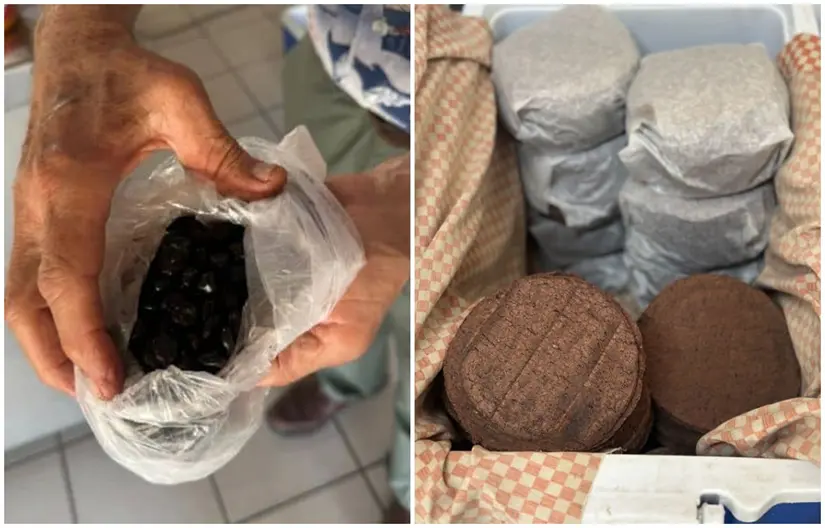 Estas tortillas de maíz negro nixtamalizado se elaboran de forma artesanal, sin químicos ni pesticidas. Fotos: Luz Noticias