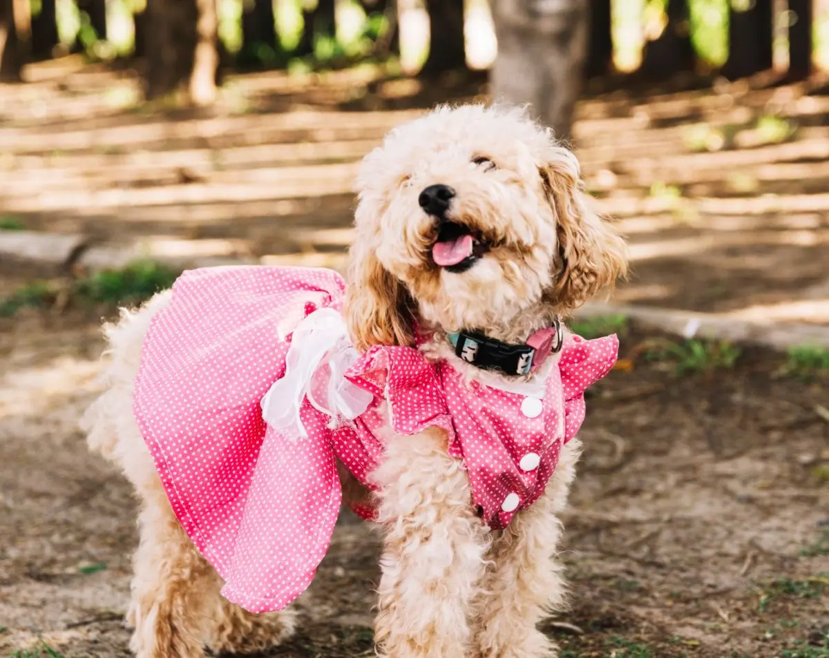 Concurso de disfraces de perritos y rodada por la paz en Tijuana. Foto: Freepik