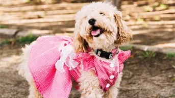 Habrá concurso de disfraces de perritos y rodada por la paz, este fin de semana en Tijuana