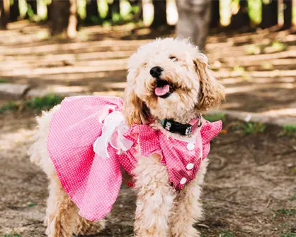 Habrá concurso de disfraces de perritos y rodada por la paz, este fin de semana en Tijuana