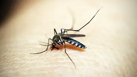 La prevención y eliminación de criaderos es vital. Foto: Cortesía