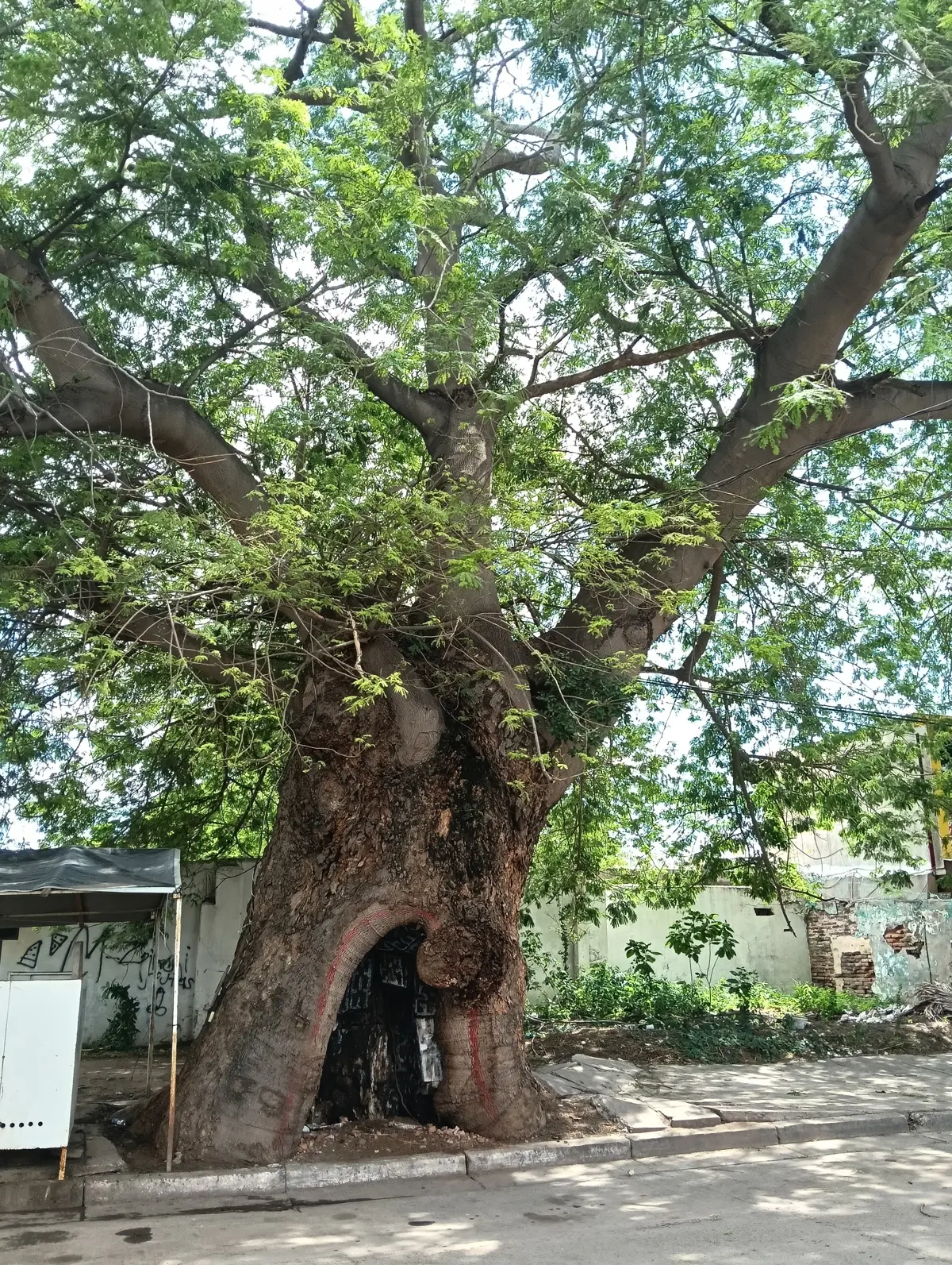 El gran Huanacaxtle forma parte de la historia del Centro de Navolato.