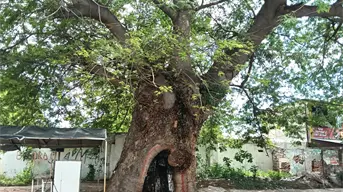 Conoce el Huanacaxtle centenario que da sombra y orgullo a Navolato. Es el guardián del Centro.