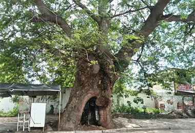 Conoce el Huanacaxtle centenario que da sombra y orgullo a Navolato. Es el guardián del Centro.