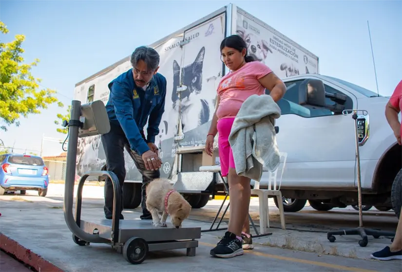 Prevención y cuidado animal en Culiacán: participa en jornada de esterilización. Foto: Ayuntamiento de Culiacán