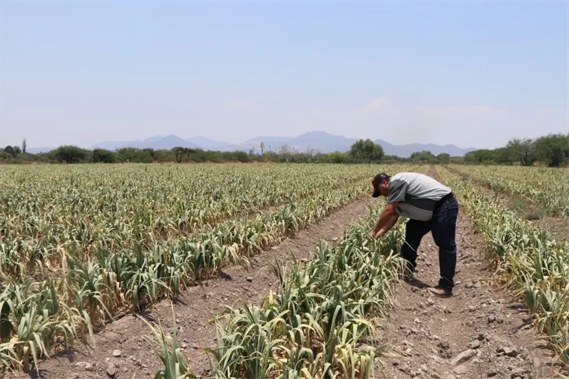 La agricultura fue clave en el crecimiento económico de Hidalgo en este periodo. Foto: Cortesía