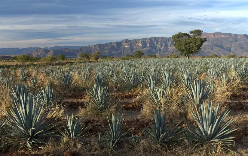 Tequila Tres Mujeres nace en los Valles de Jalisco, tierra tequilera por tradición. Foto temática: Pixabay